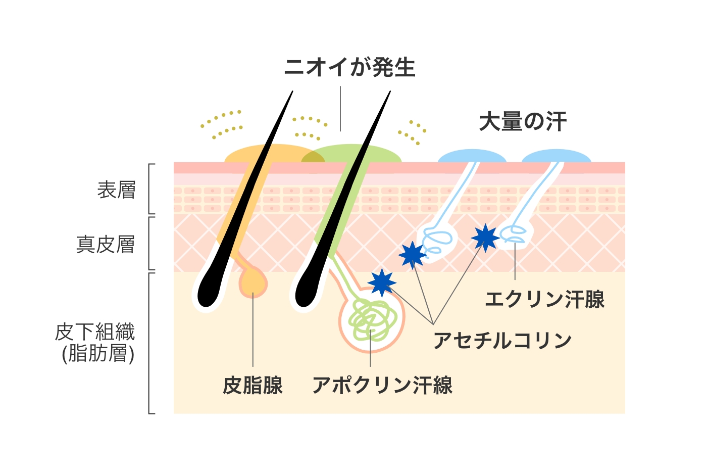 汗とにおいの仕組み