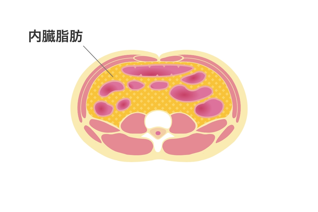 内臓脂肪の図